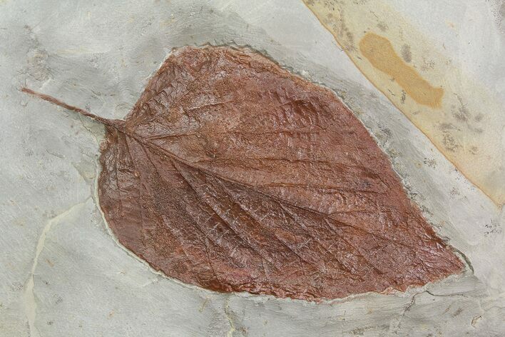 Large, Fossil Leaf (Beringiaphyllum) - Montana #92606